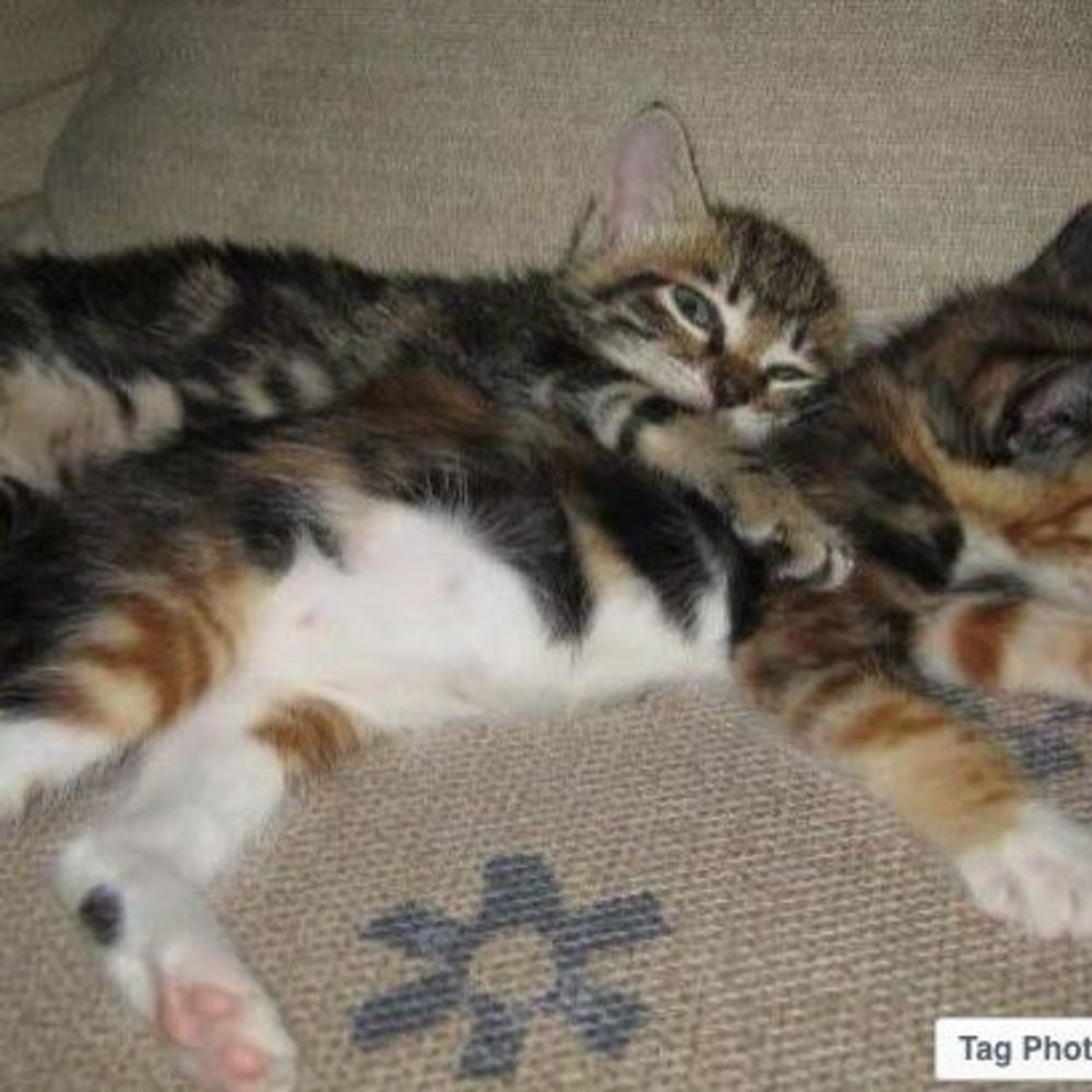 Meet your Posher, Meimei